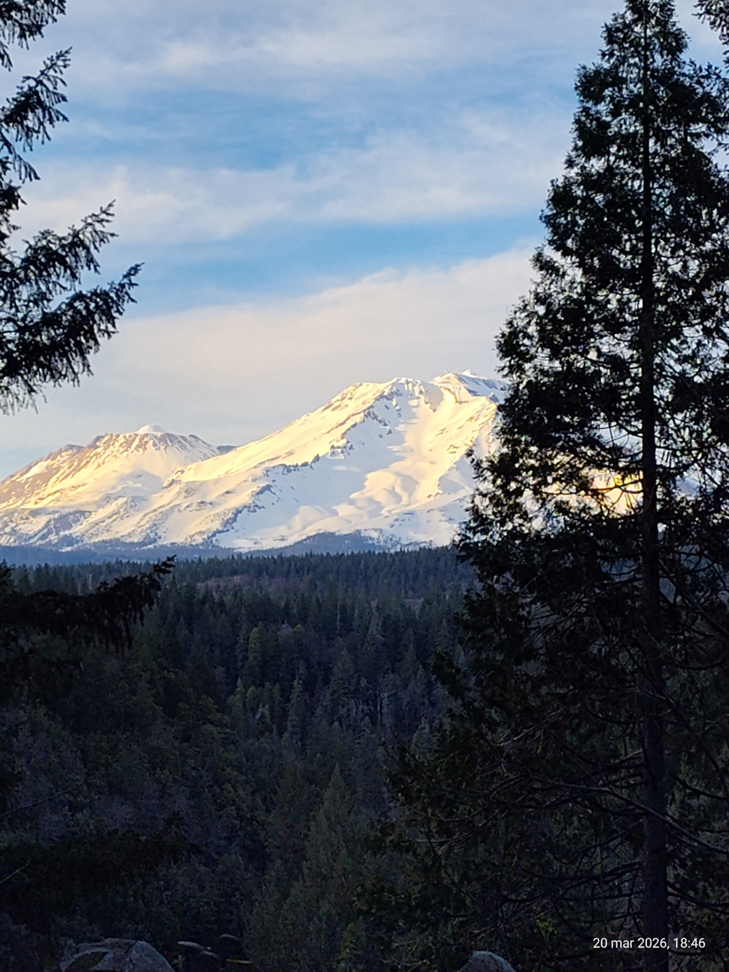 Monte Shasta nevado al atardecer entre pinos
